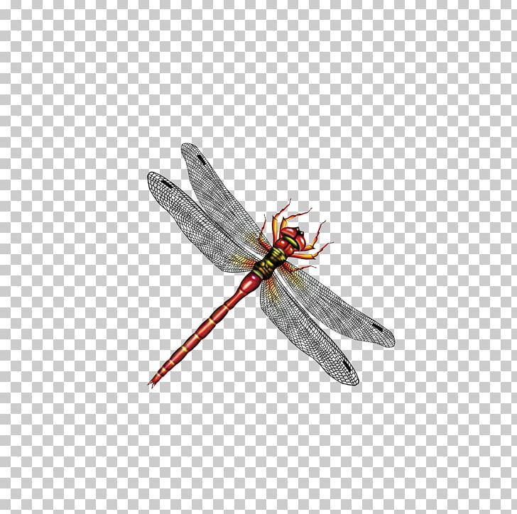 728x724 Dragonfly Insect Computer Png, Clipart, Arthropod, Cartoon