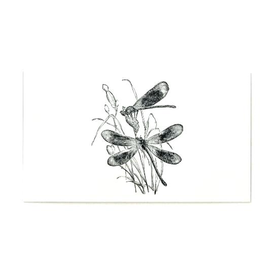 540x540 Dragonfly Logo Template Drawing Stock Image And Royalty Free