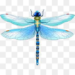 Dragonfly Vector Free Download at Vectorified.com | Collection of ...