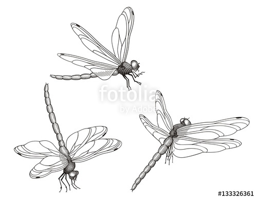500x387 Dragonfly Vector Stock Image And Royalty Free Vector