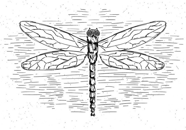 632x443 Free Vector Dragonfly Illustration Free Vector Download