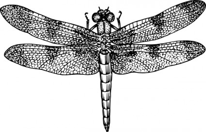 425x272 Free Dragonfly Clip Art Free Vector For Free Download