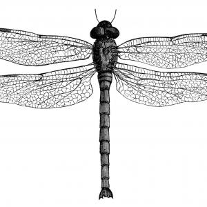 300x300 Hole Pit Nest And Dragonfly Vector Hoodamathrun