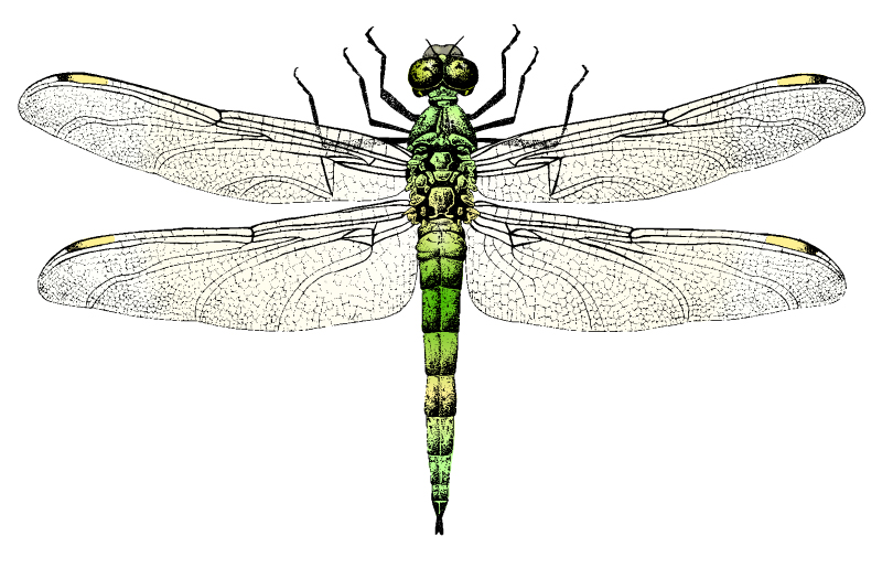 dragonfly illustration vector free download