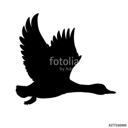 500x500 Wild Duck Flying Drake Vector Illustration Of Black Silhouette