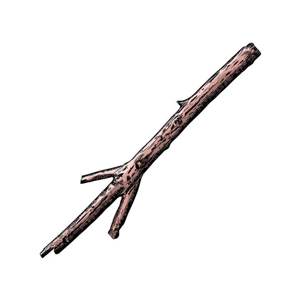 599x600 Hand Painted Wood Twig, Ink Rustic Design Element Dry Wood Tree