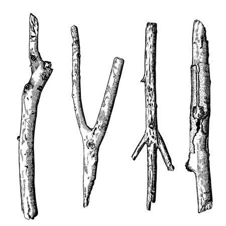 450x450 Vector Of Hand Drawn Wood Twig Set, Ink