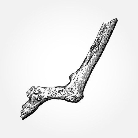 450x450 Detailed And Precise Ink Drawing Wood Twig, Isolated On White
