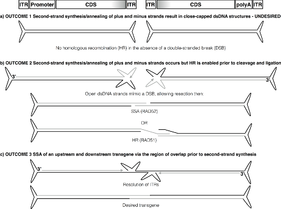 Figure From Adeno Associated Virus 922x684 Figure From Adeno Associated Virus