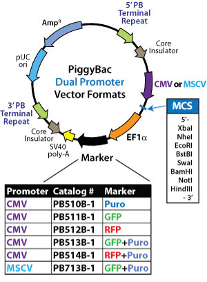 Dual Promoter Expression Vectors For Cdna And Microrna 300x408 Dual Promoter Expression Vectors For Cdna And Microrna