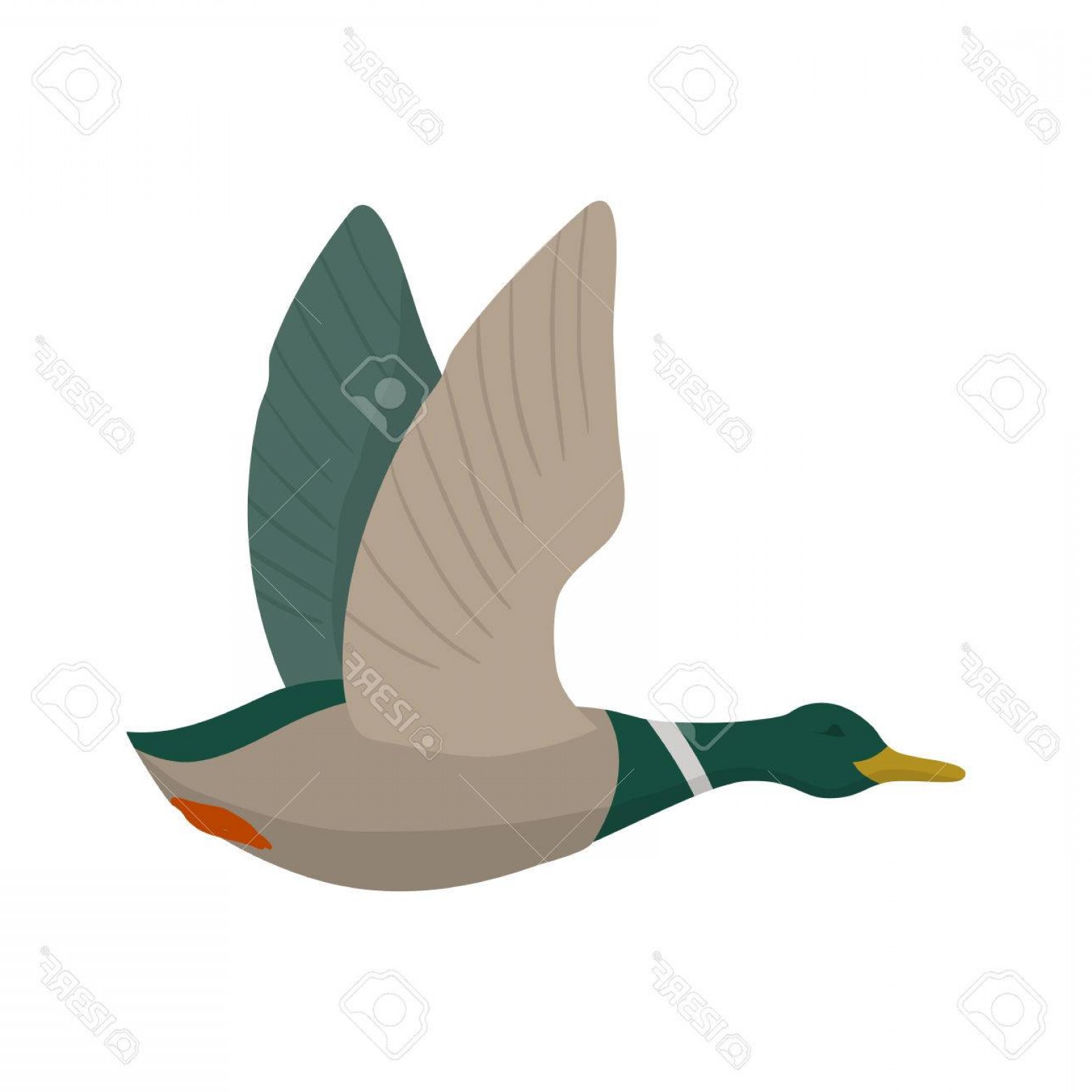 Photostock Vector Flying Mallard Drake Duck Hunting Vector Wild 1560x1560 Photostock Vector Flying Mallard Drake Duck Hunting Vector Wild
