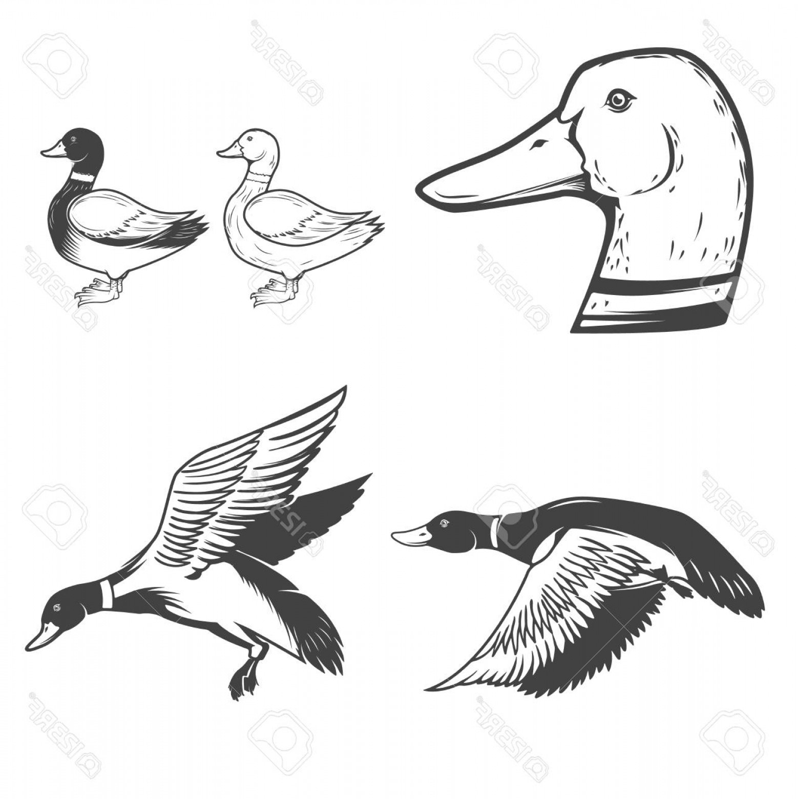 Photostock Vector Set Of Wild Ducks Icons Isolated On White 1558x1560 Photostock Vector Set Of Wild Ducks Icons Isolated On White