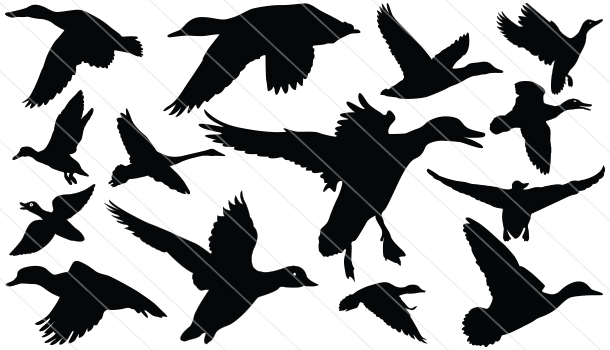 Duck Silhouette Vector