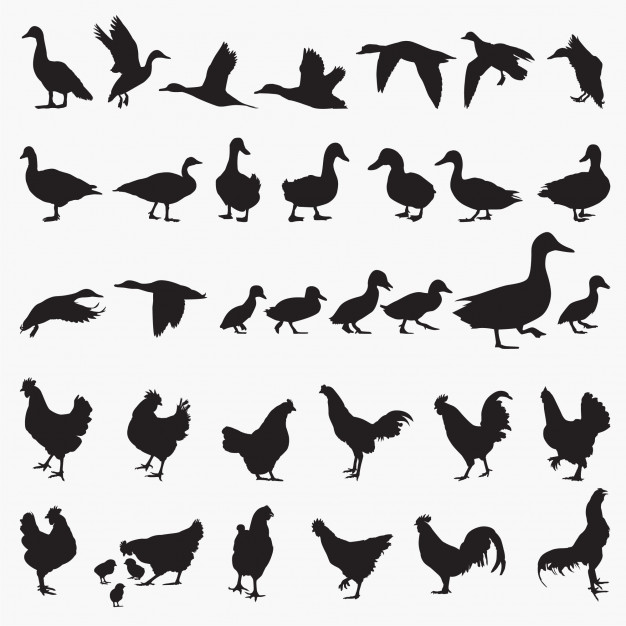 626x626 Hen Duck Silhouettes Vector Premium Download