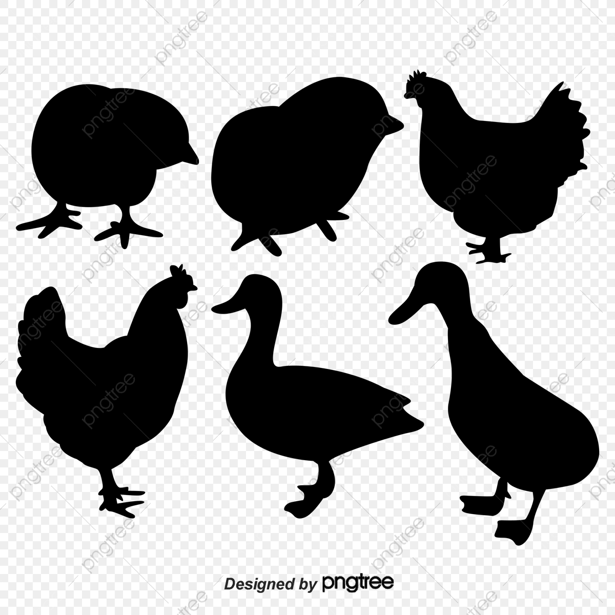 1200x1200 Hungry Chickens And Ducks Silhouette, Silhouette Vector, Chicken