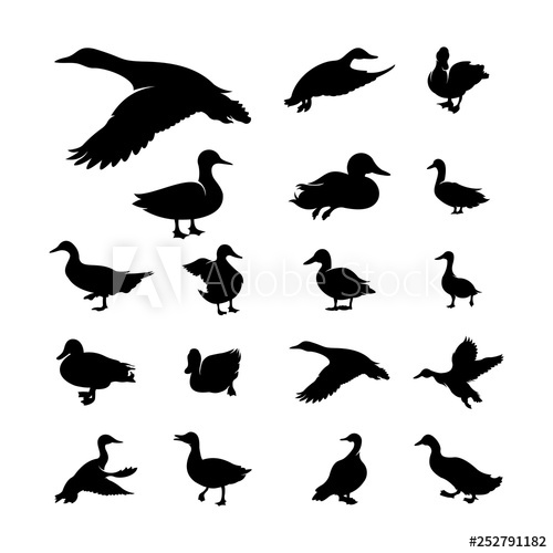 500x500 Set Of Duck Silhouette Collection Vector Illustration