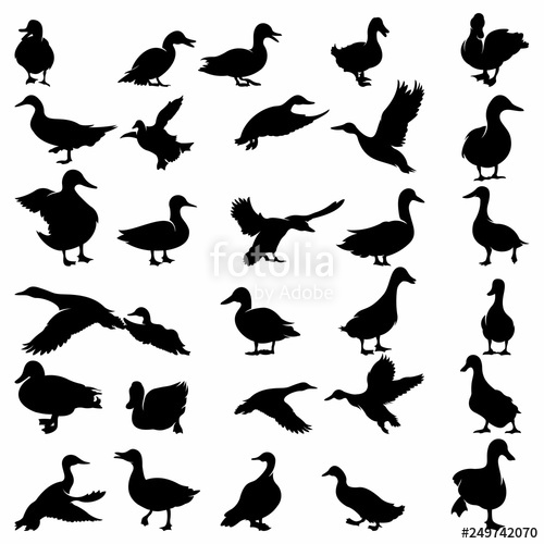 500x500 Set Of Duck Silhouette Collection Vector Illustration