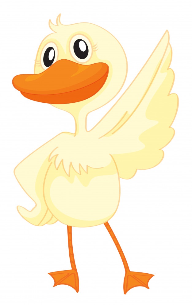 626x992 Duck Vectors, Photos And Free Download