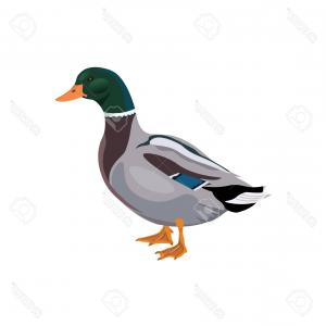 300x300 Mallard Duck Vector Art Newwaysys