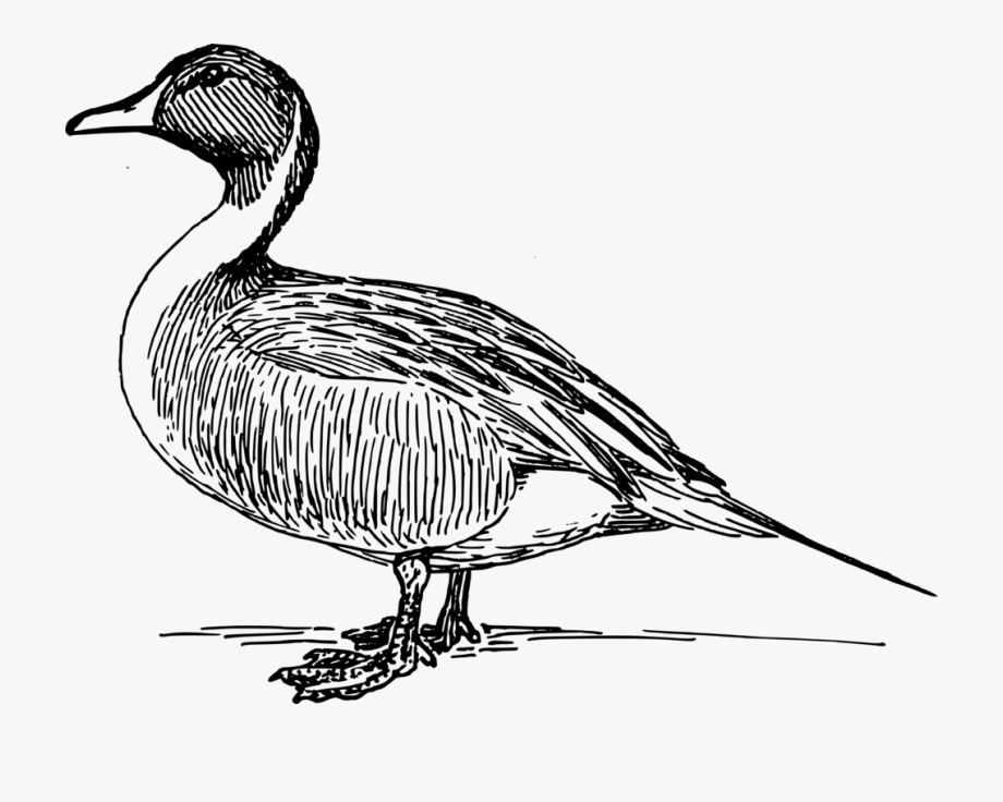 920x736 Realistic Clipart Black And White Free Collection