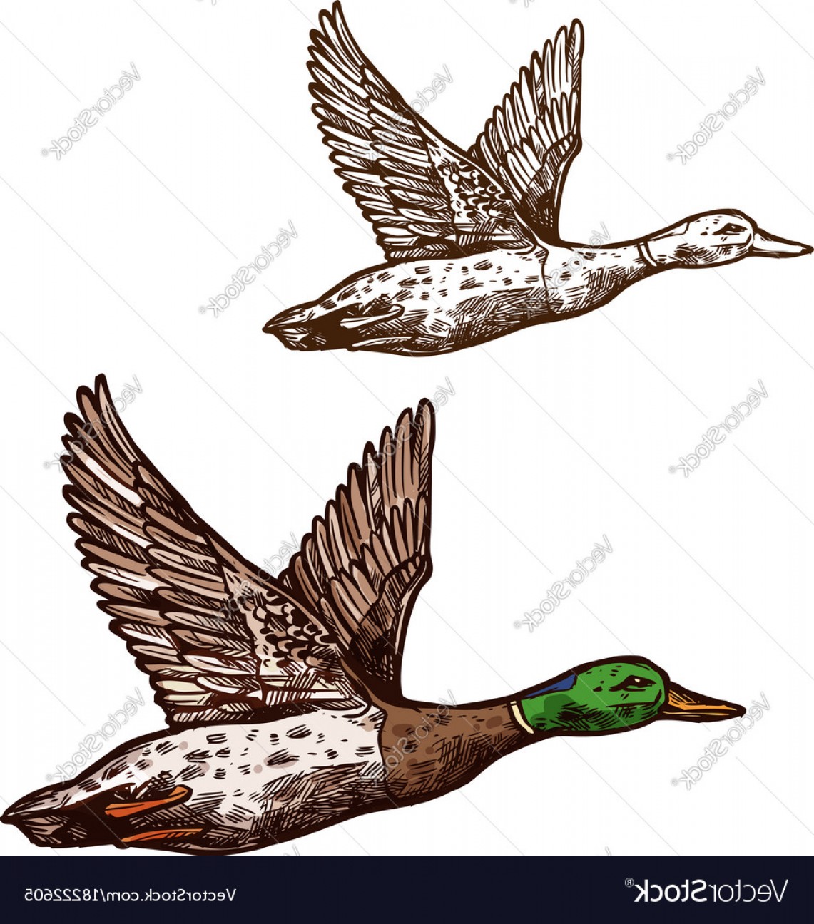 1141x1296 Wild Duck Mallard Isolated Sketch Icon Vector Newwaysys