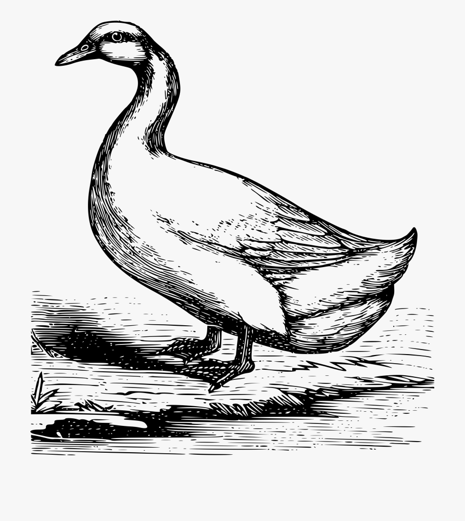 920x1030 Pencil Of Duck Vector Image Free