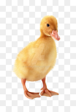 260x380 Download Free Png Duckling Png Ugly Duckling, Duckling Vector
