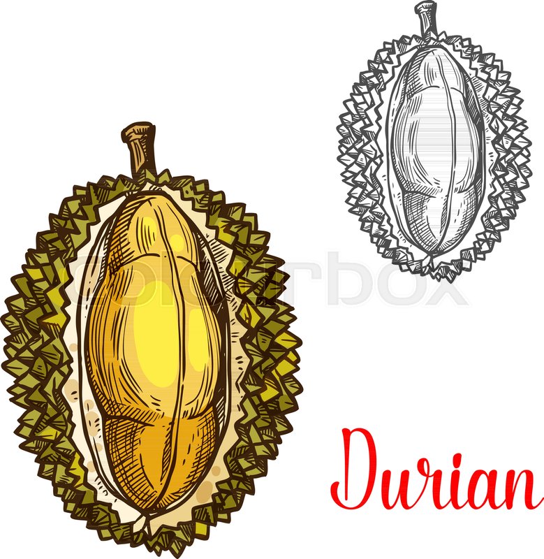 779x800 Durian Fruit Sketch Color Icon Vector Stock Vector Colourbox