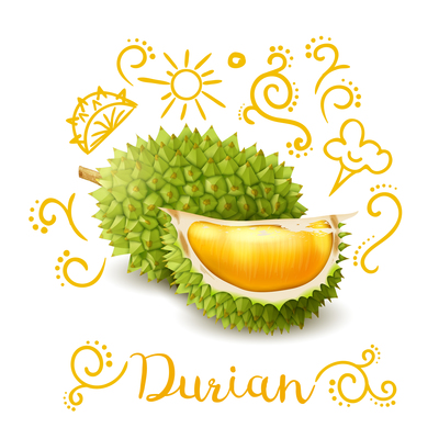 400x400 Durian On Curated Vector Illustrations, Stock Royalty Free Images