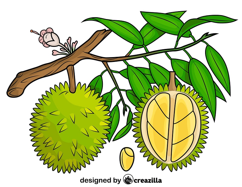 800x619 Durian On The Tree Free Download Creazilla