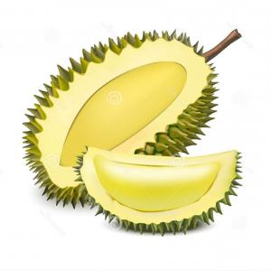 300x300 Realistic D Detailed Fruit Durian Vector Realistic D Detailed Ripe