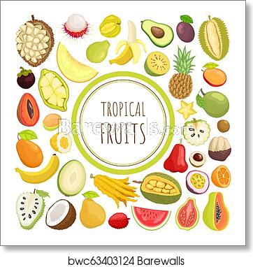 362x382 Tropical Fruits Exotic Meal Avocado Durian Vector, Art Print