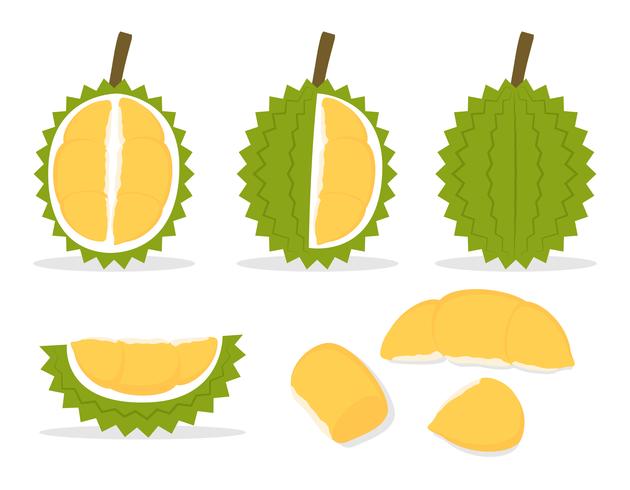 630x490 Vector Illustration Of Set Fresh Durian Isolated On White