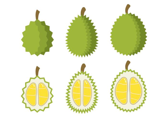 700x490 Durian Vector