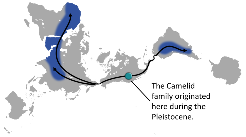 Projection Smackdown Cahill's Butterfly Vs The Dymaxion Map Wired 800x447 Projection Smackdown Cahill's Butterfly Vs The Dymaxion Map Wired