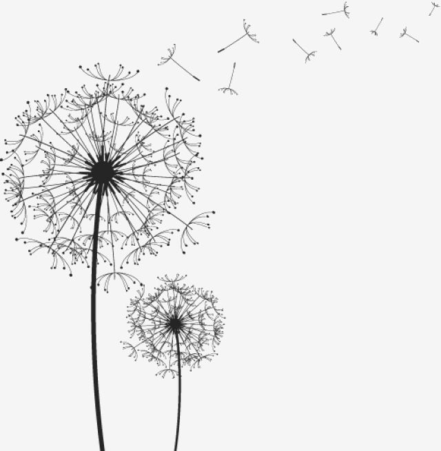 Vector Preto E Branco Black And White,line Drawing,dandelion 640x655 Vector Preto E Branco Black And White,line Drawing,dandelion