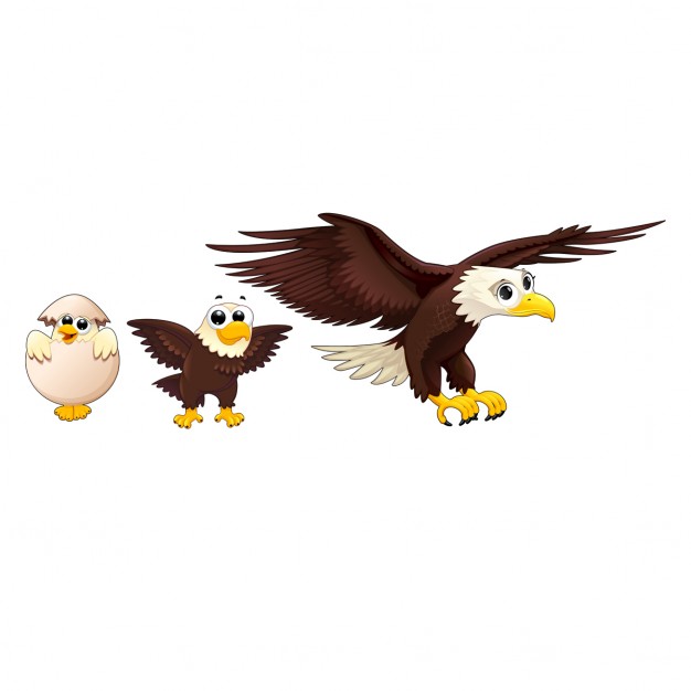 626x626 Eagle Vectors, Photos And Free Download