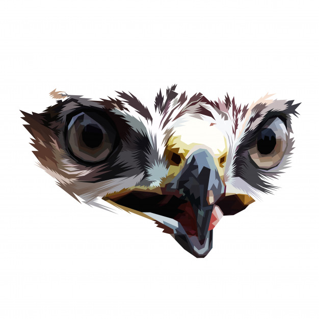 626x626 Eagle Eye On Isolated White Background Vector Premium Download