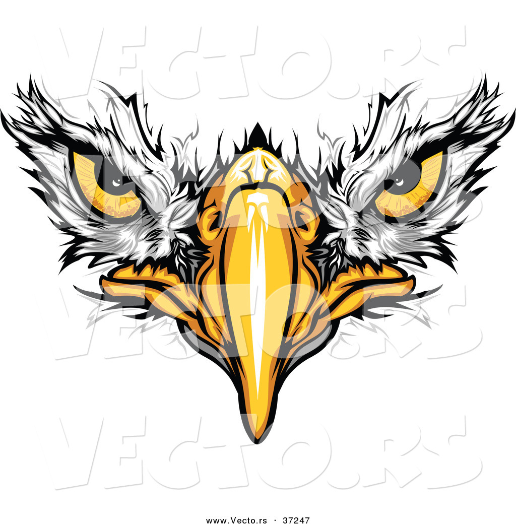 1024x1044 Cartoon Vector Of Bald Eagle Face With Fearless Eyes Intensely