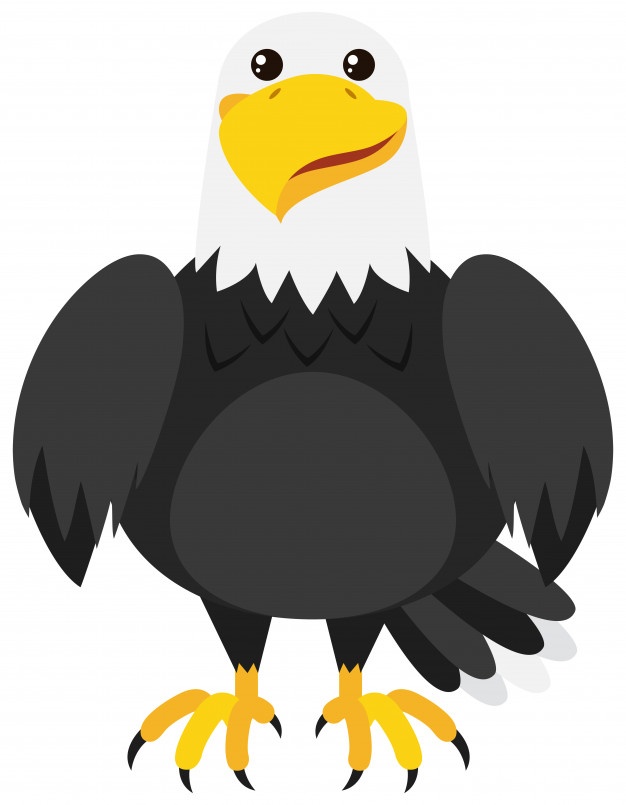 626x805 Eagle Face Vectors, Photos And Free Download