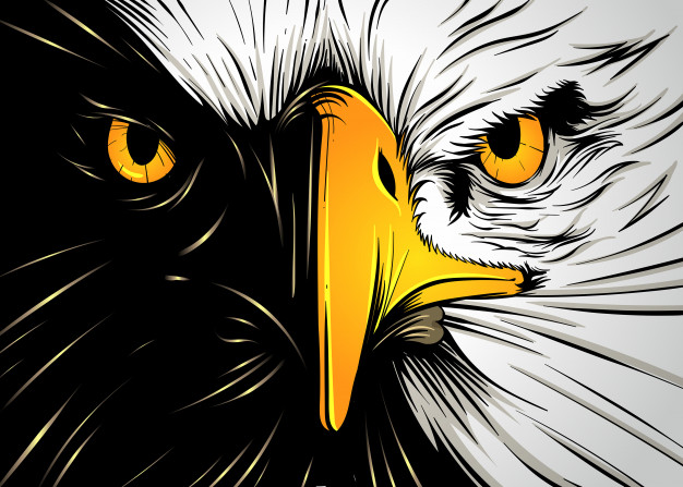 626x447 Powerful Eagle Face Vector Premium Download