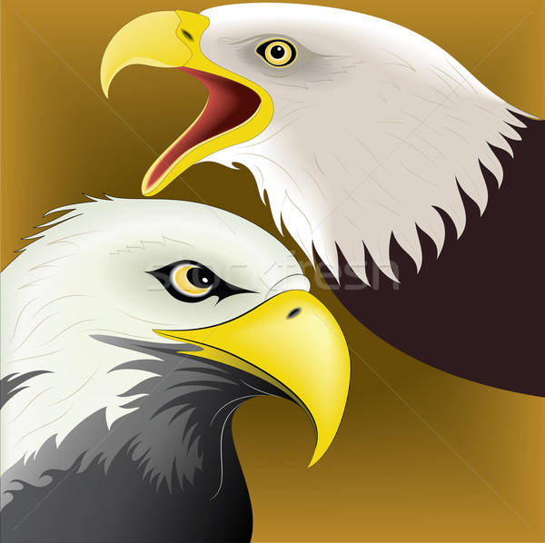 600x598 Illustration Of Great Eagle Face Vector Illustration Ahmed