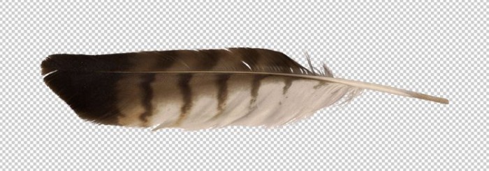 700x246 Precut Image Eagle Feather Png Eagle Feathers Vector, Clipart