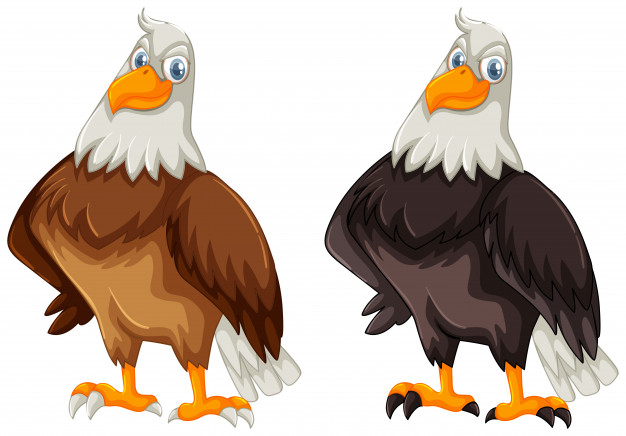 626x436 Two Eagles With Brown And Black Feather Vector Free Download