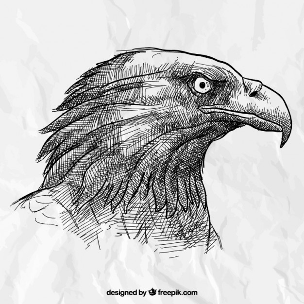 Eagle Head Vectors, Photos And Free Download 626x626 Eagle Head Vectors, Photos And Free Download
