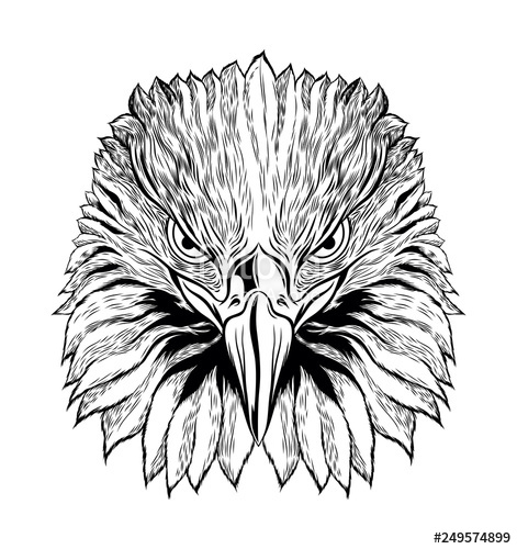 Head Of Eagle Black And White, Front View Eagle Head, Vector 471x500 Head Of Eagle Black And White, Front View Eagle Head, Vector