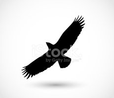 Eagle Icon Vector Stock Vectors 231x200 Eagle Icon Vector Stock Vectors