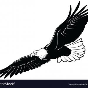 300x300 Best Hd Eagle Silhouette Vector Photos Handandbeak