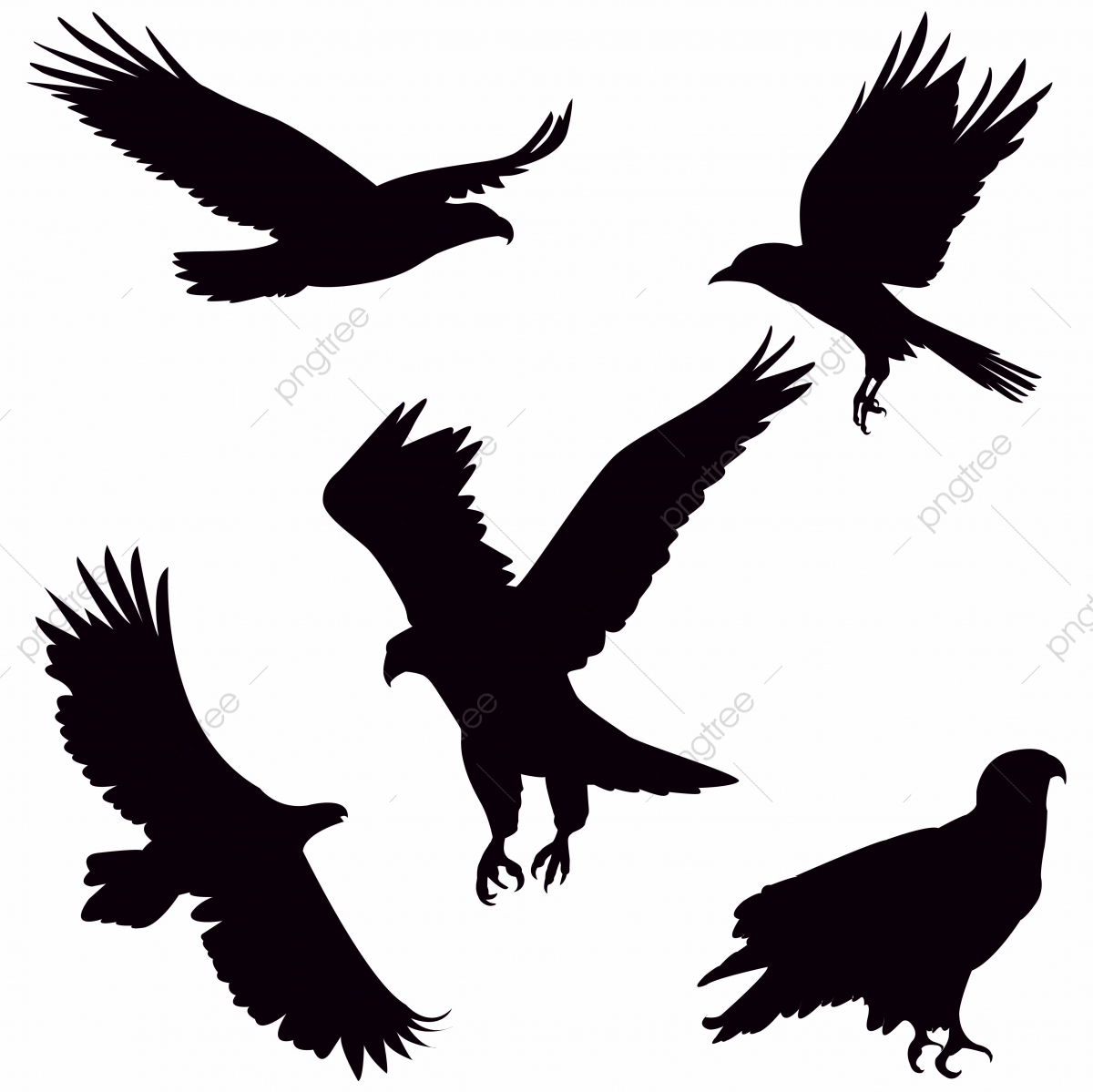 1200x1199 Eagle Silhouette On White Background, Isolated, Freedom, Animal