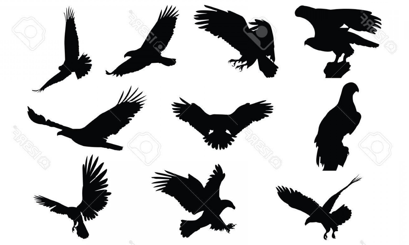 1560x936 Photostock Vector Bald Eagle Silhouette Vector Illustration Soidergi